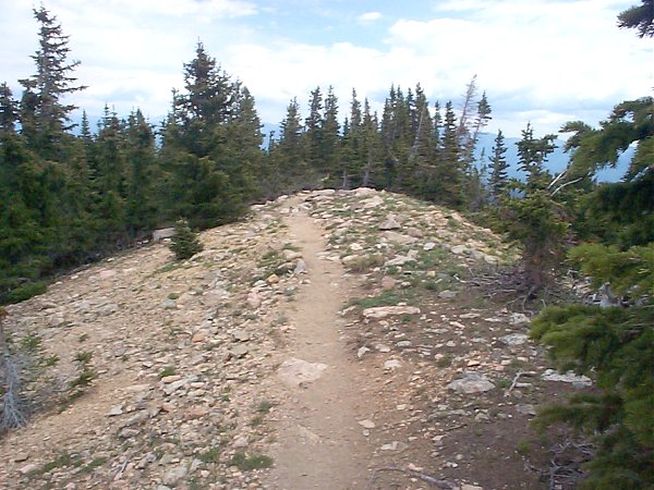 A view of the trail as it heads back down into the trees.