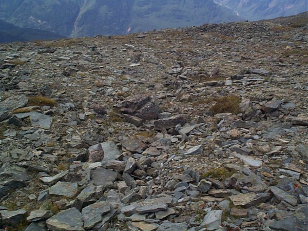 Can you find all three Ptarmigan in this photo?