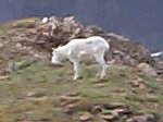 I had to share the summit (ridge) with this goat the entire time I was on top of Kelso Peak.
