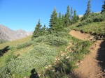 Now we're getting high enough that the trees are starting to thin out a bit.
