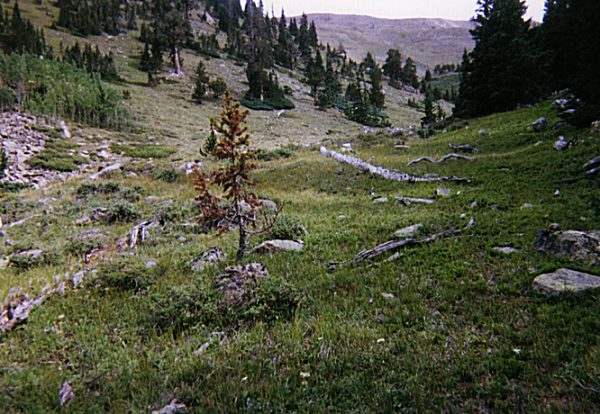 Looking up the meadow just below treeline.