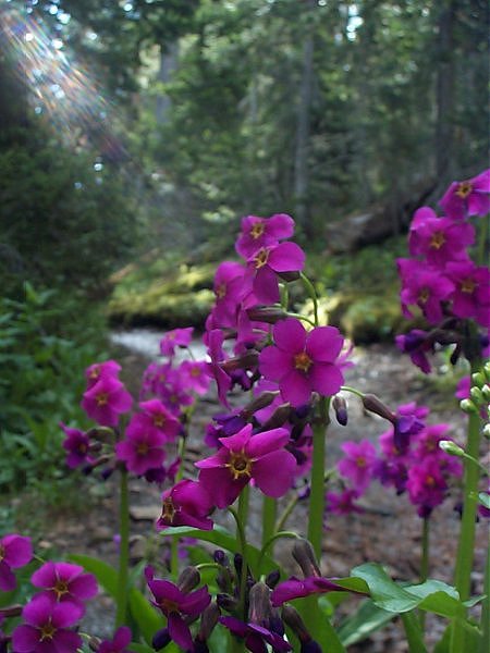 Early morning wild flowers along the trail.