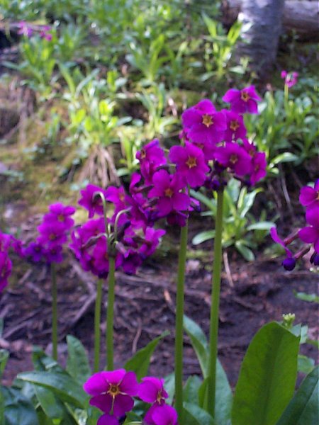 Another view of the same flowers.