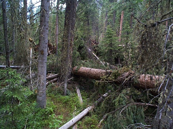 Fallen trees over the trail.