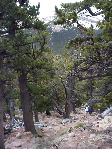 The trail is over to our right - I know it is!