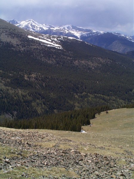 The meadow containing elk.