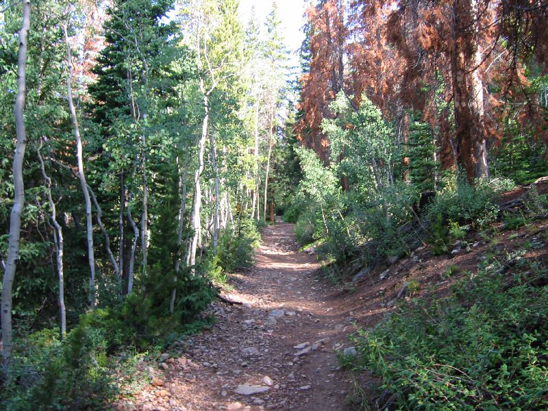 You can clearly see the trees affected by the Pine Beetle outbreak in this photo.