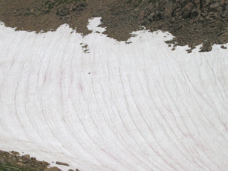 Although I can't be positive, that appears to be a marmot crossing the snowfield in front of me.