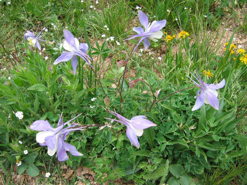 Colorado's Official State Flower - the Columbine - displays deep colors this year and was quite plentiful along the trail.