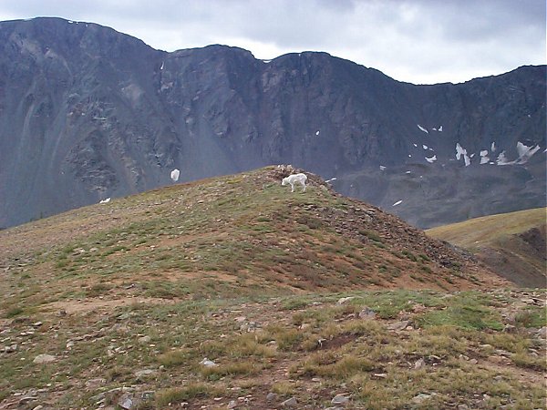 I had to share the summit (ridge) with this goat the entire time I was on top of Kelso Peak.