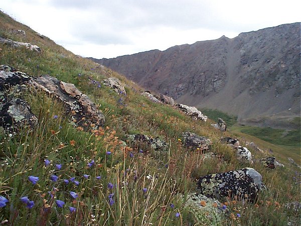 I had to get at least one wild flower photo - plus this image shows the slope I had to climb to get to the summit of Kelso Mountain.