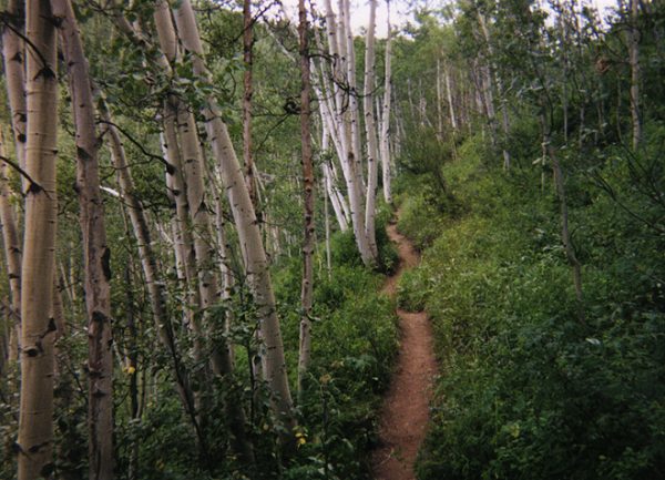 The trail as it climbs through a quakie forest.