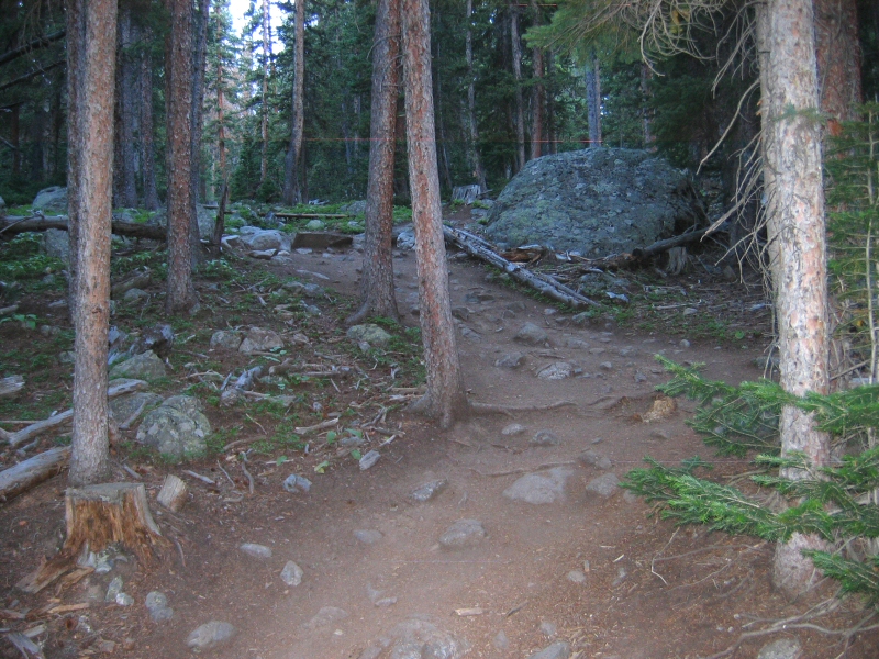 Up and into the woods.
