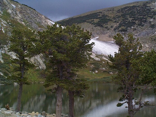 The glacier as seen through the trees.