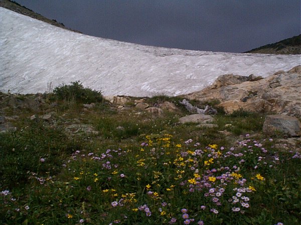 Wild flowers, rock, and ice.