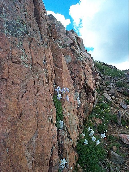 Columbines in the rocks near the summit.