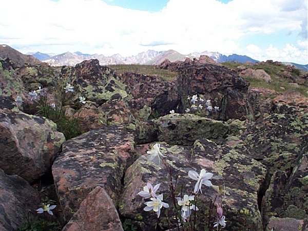 More Columbines in the rocks.