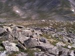 I swear that there are at least three Ptarmigan which may be visible in the larger image.  You might be able to locate one of them in the center of the photo.