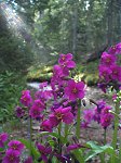 Early morning wild flowers along the trail.