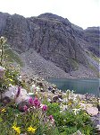 My hiking partner for the day, Tommy, identified something like five different types of wild flowers in this photo.  Do you know what they all are?  [I don't.]