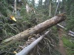 More fallen trees over the trail.