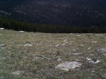 Can you see the two bull elk (center and center left) in this photo? Can you see the two bull elk (center and center left) in this photo?