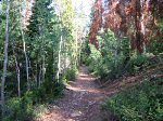 You can clearly see the trees affected by the Pine Beetle outbreak in this photo.