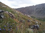 I had to get at least one wild flower photo - plus this image shows the slope I had to climb to get to the summit of Kelso Mountain.