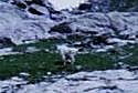 Mountain goat (center of photo). Mountain goat (center of photo).
