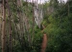 The trail as it climbs through a quakie forest. The trail as it climbs through a quakie forest.