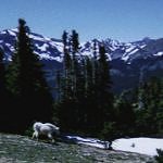 A Mountain Goat. A Mountain Goat.
