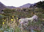 Wild flowers (foreground) with the ridge up Mount Princeton beyond.