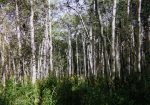 View from within the Aspen trees (Quakies). View from within the Aspen trees (Quakies).