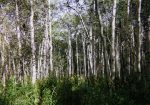 View from within the Aspen trees (Quakies).