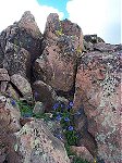 Flowers in the rocks near the summit.